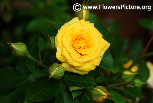 yellow patio rose