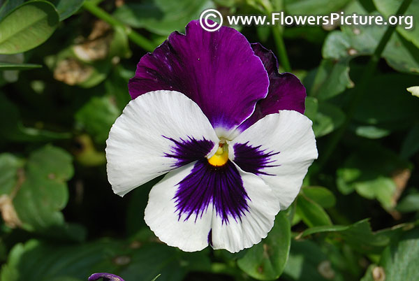 Bi color pansy