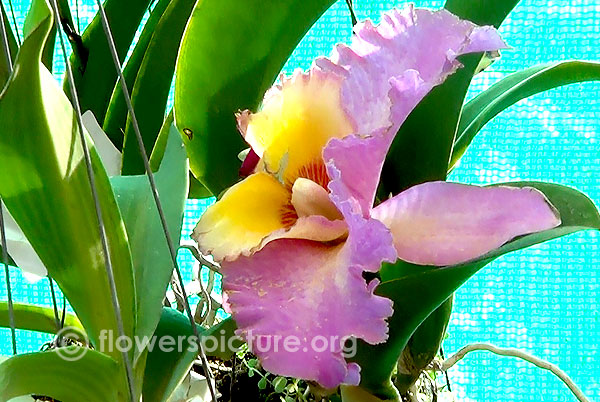 Cattleya gaskelliana