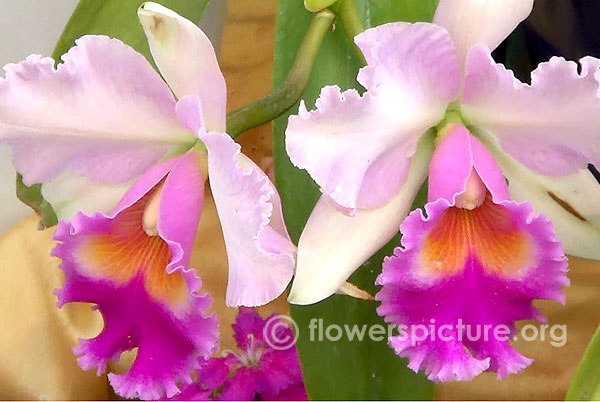 Cattleya orchid