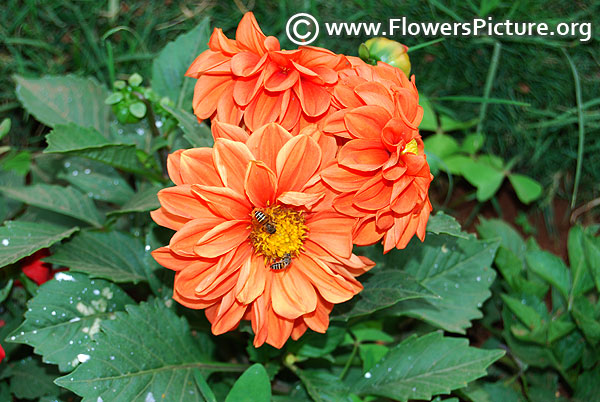 Coral color dahlia