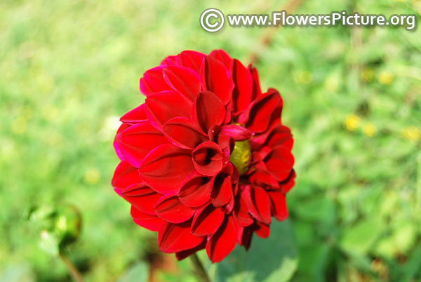 Crimson color dahlia