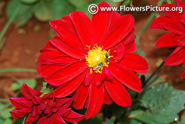 Crimson red dahlia