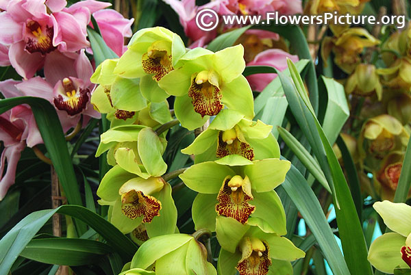 Cymbidium lowianum