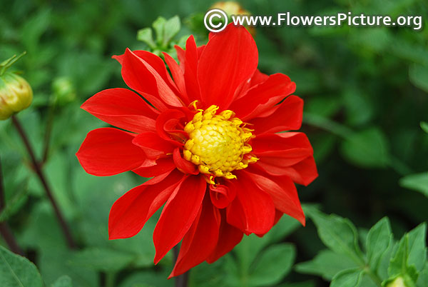 Dahlia carolina red