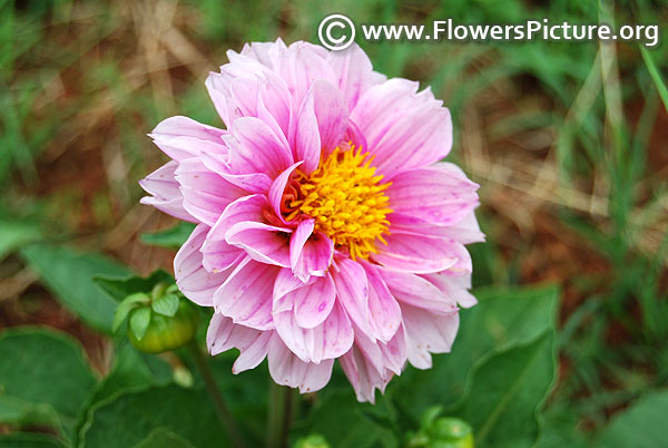 Dahlia hypnotica cherish pink