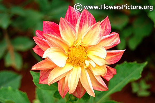 Dahlia red yellow