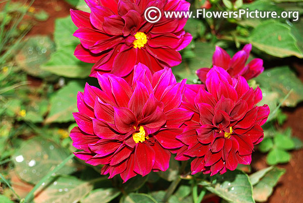 Dark magenta dahlia