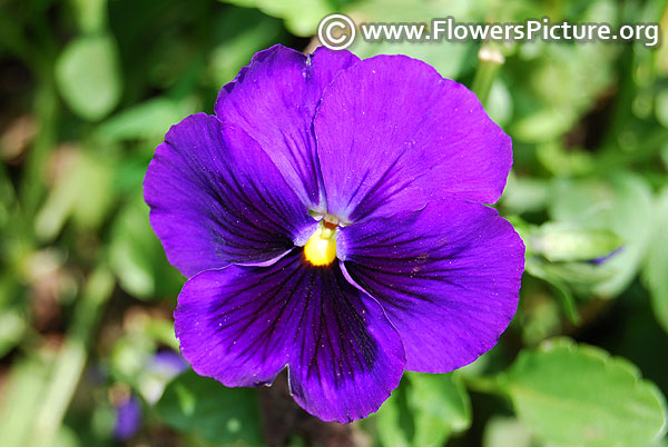 Dark purple pansy