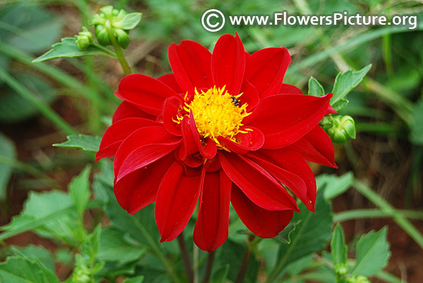 Dark red color dahlia