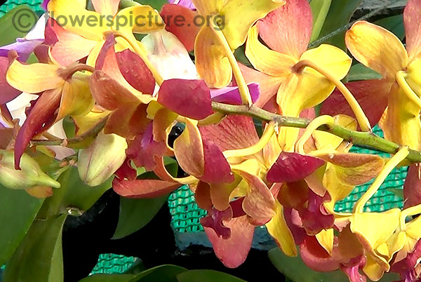 Dendrobium orange