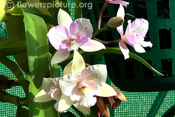 Dendrobium ovatum