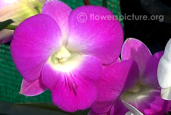 Dendrobium queen pink