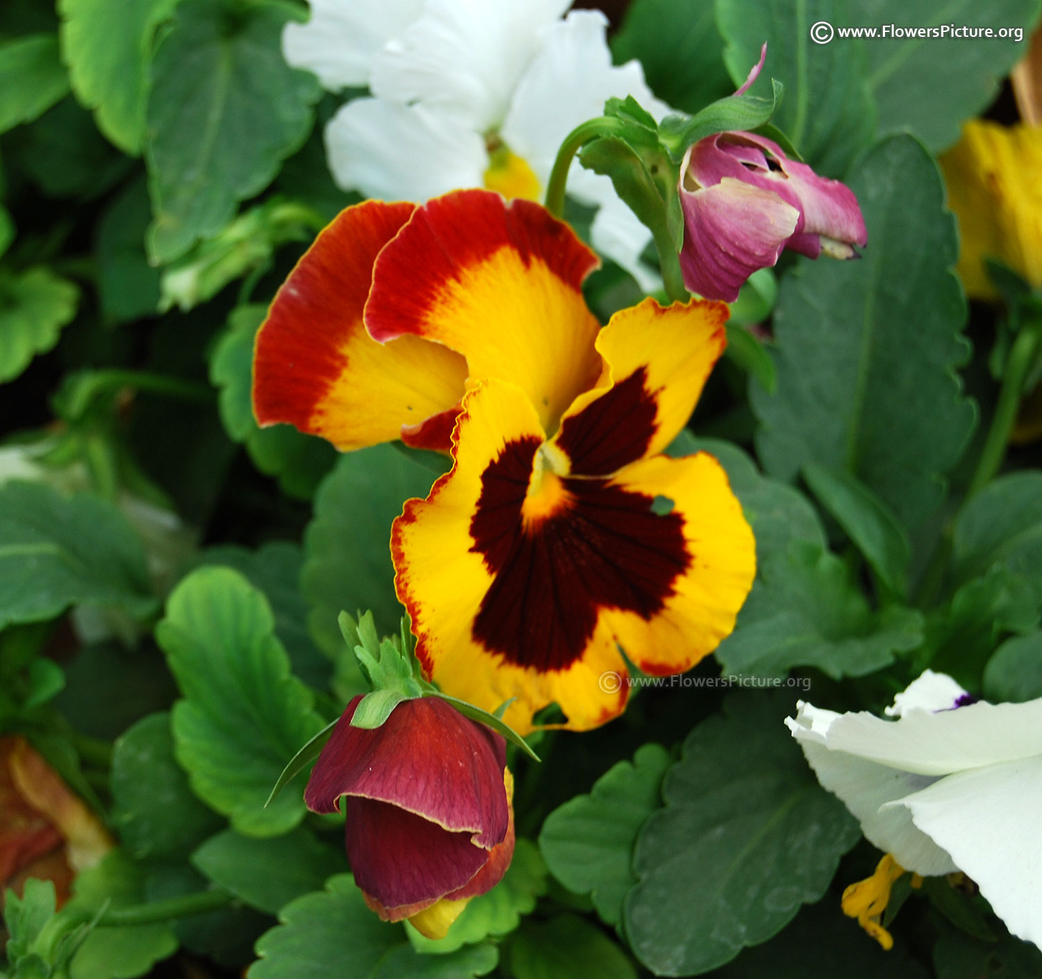 Pansy varieties