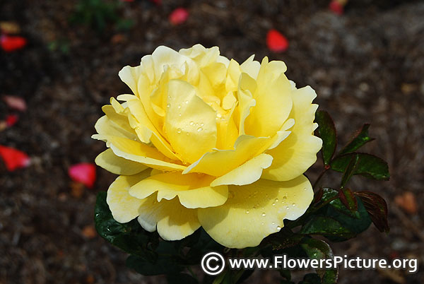 Golden gate rose bangalore flower show 2014