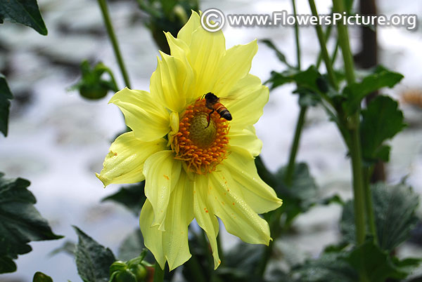 Lemon yellow dahlia with bee