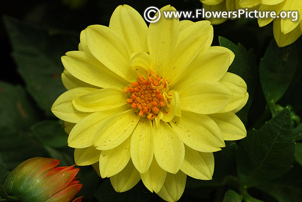 Lime yellow dahlia