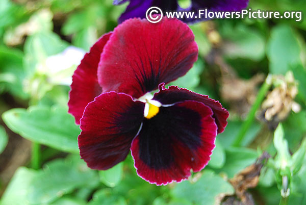 Maroon black pansy