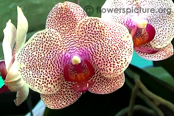 Modern Spotted White Phalaenopsis