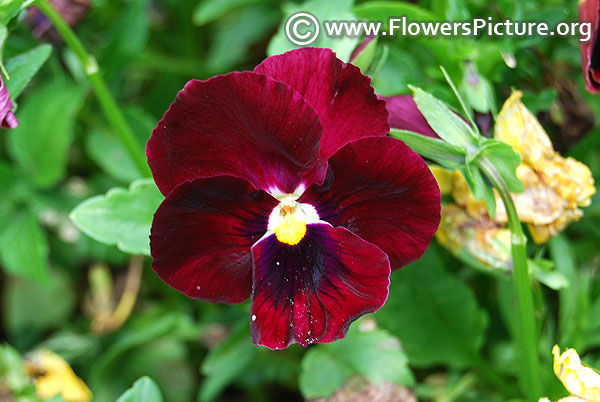 Pansy cardinal red