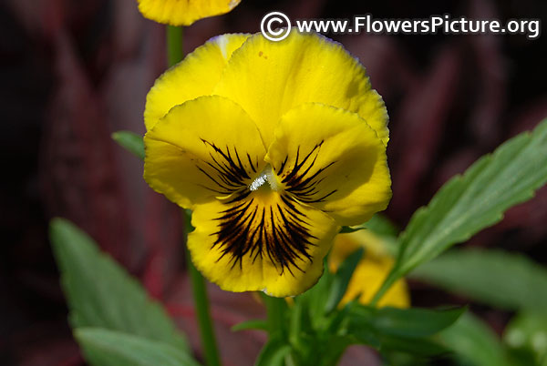 Pansy yellow black