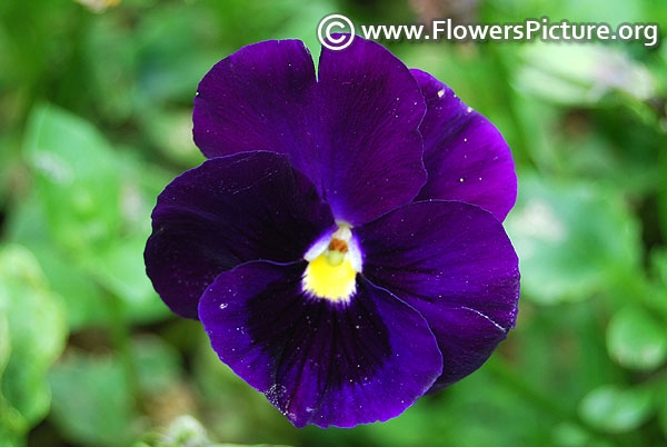 Purple pansy