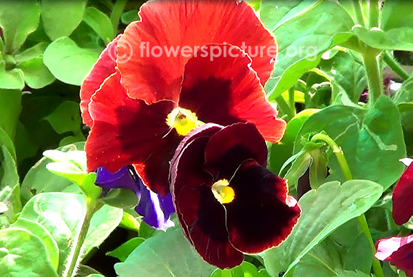 Red pansies