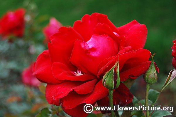 Red rose bangalore flower show 2014