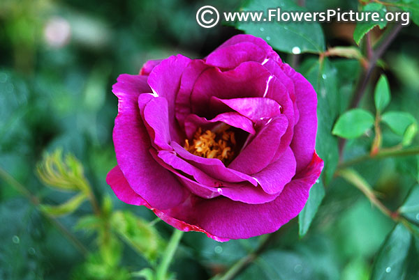 Rosa Veilchenblau