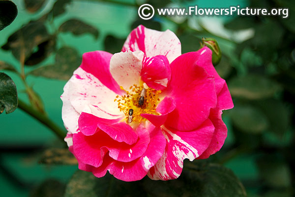 Smith's parish rose