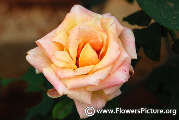 Sunset celebration rose