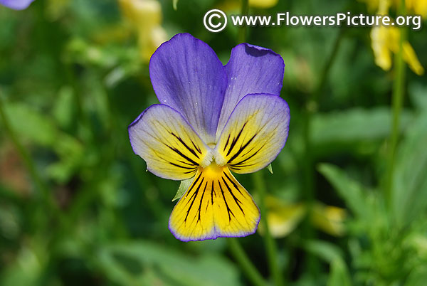 Viola tricolor