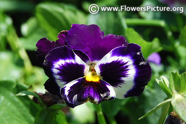 Violet pansy