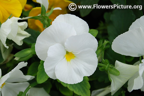 White pansies