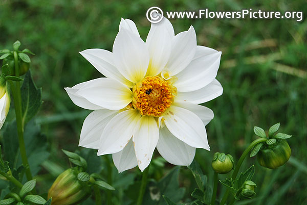 White with yellow dahlia bangalore