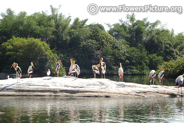 Ranganathittu bird sanctuary