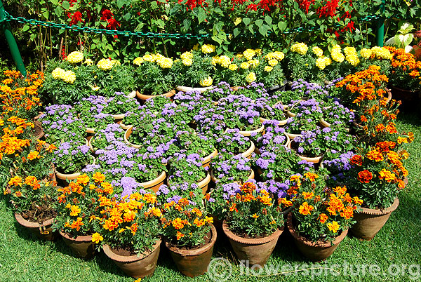 Ageratum-Inca marigold-French marigold pots display