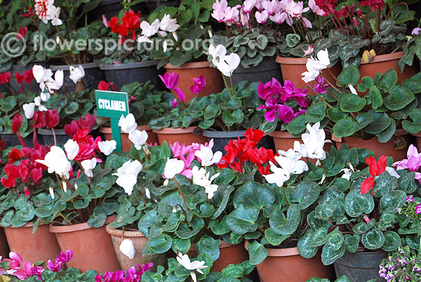 Cyclamen plants display