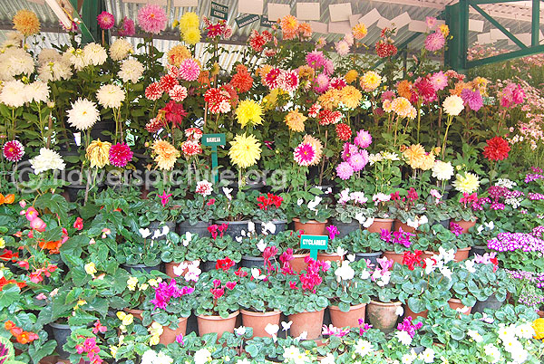 Dahlia & Cyclamen varieties presentation