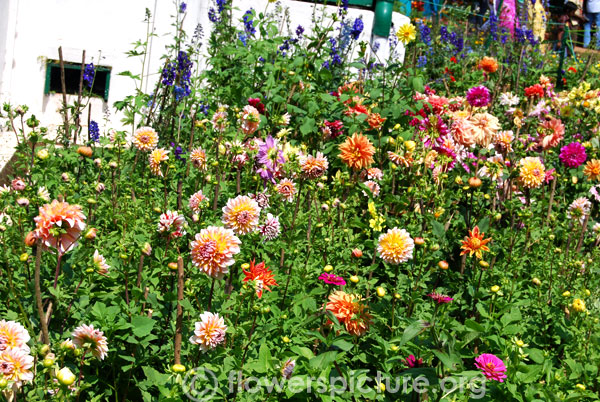 Dahlia varieties display-In front of fern house-Botanical garden-Ooty