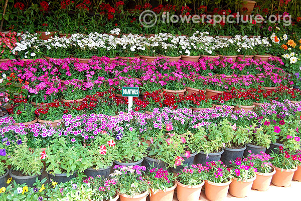 Dianthus varieties display