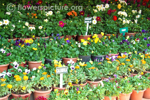 Dwarf dahlia pansy calendula varieties display