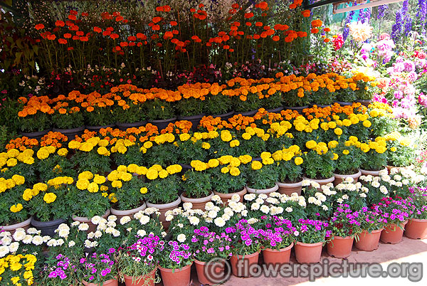 Dwarf marigold varieties