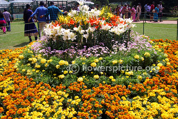 Flower decoration using Liliums, Pink aster & Marigold