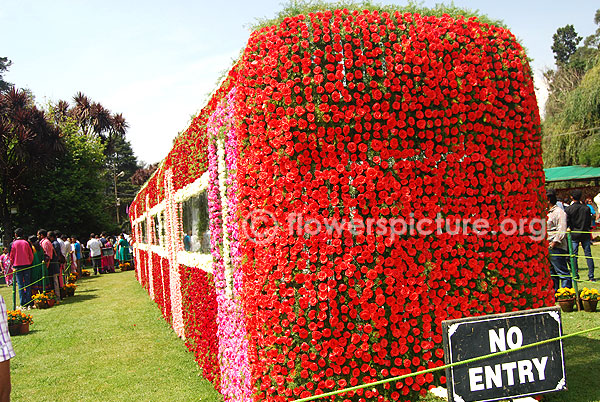 Flower train - Rear view - Ooty flower show 2014