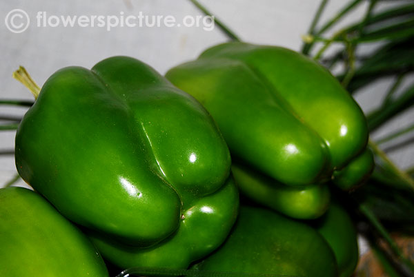 Green capsicum