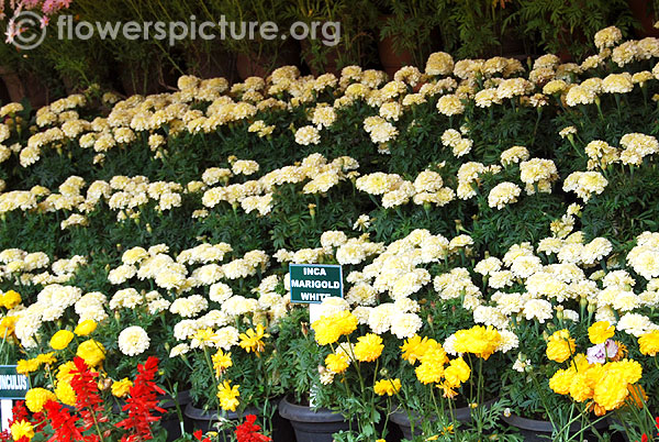Inca marigold white display-Ooty flower show 2014