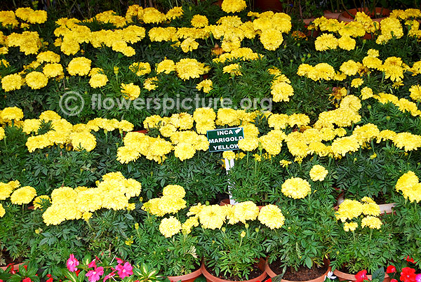 Inca marigold yellow presentation