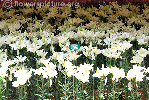 Lilium asiatic presentation