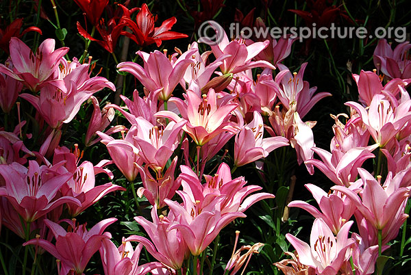 Lilium cernuum flowers